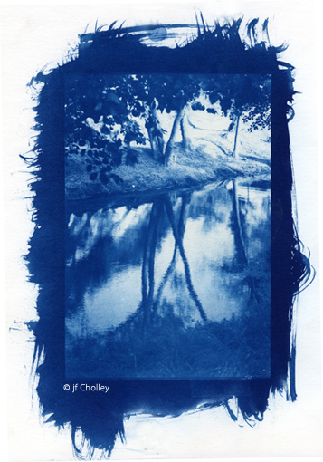 72Ciano gardon.jpg - cyanotype